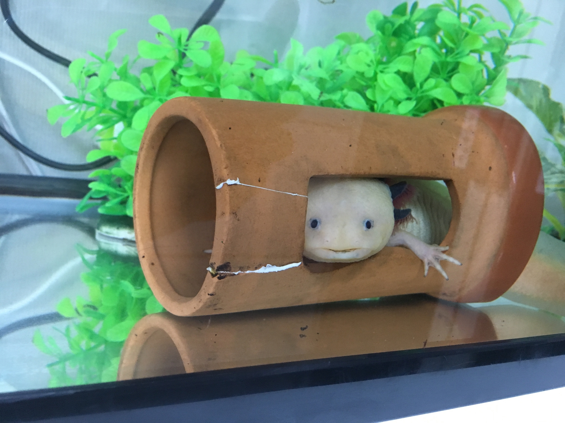 副院長休診のお知らせ